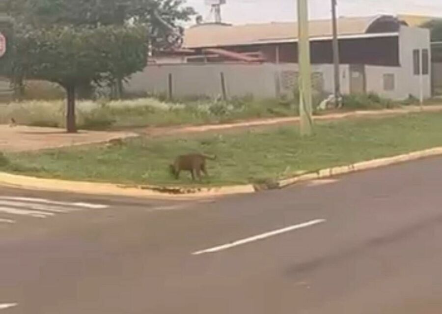 Imagem cão1